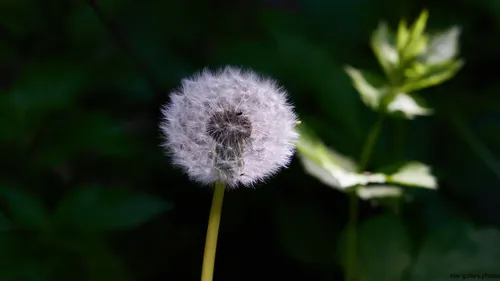 The photograph, taken in the late morning during spring, features a close-up view of a dandelion in its seed stage, displaying its distinctive white spherical seed head. This still life image focuses on a single dandelion, highlighting the fine details of its delicate seeds set against a backdrop of green foliage. The scene captures elements of nature, with the dandelion as the prominent flower among the surrounding plants. The bright sunlight of spring casts gentle highlights on the dandelion, enhancing the intricate patterns and textures typical of dandelions found in natural environments.